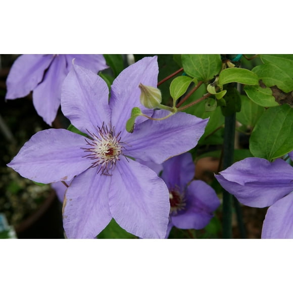 Clematis Ramona - 5 Live Plants in 4 Inch Growers Pots - Clematis 'Ramona' - Starter Plants Ready for The Garden - Beautiful Soft Purple Flowering Vine