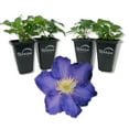 thumbnail image 1 of Clematis Ravel - 4 Live Starter Plants in 2 Inch Growers Pots - Starter Plants Ready for The Garden - Rare Clematis for Collectors, 1 of 6