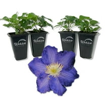 Clematis Ravel - 4 Live Starter Plants in 2 Inch Growers Pots - Starter Plants Ready for The Garden - Rare Clematis for Collectors