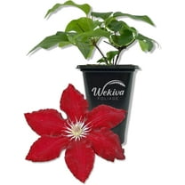Clematis Rebecca - Live Starter Plant in a 2 Inch Growers Pot - Starter Plants Ready for The Garden - Rare Clematis for Collectors
