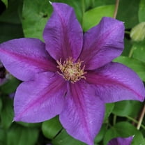Clematis Reiman - Live Plant in a 4 Inch Growers Pot - Clematis 'Reiman' - Starter Plants Ready for The Garden - Bold and Beautiful Blue Purple Flowering Vine