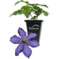 thumbnail image 1 of Clematis Rhapsody - Live Starter Plant in a 2 Inch Growers Pot - Starter Plants Ready for The Garden - Rare Clematis for Collectors, 1 of 6