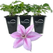 Clematis Rosalie - 3 Live Starter Plants in 2 Inch Growers Pots - Starter Plants Ready for The Garden - Rare Clematis for Collectors