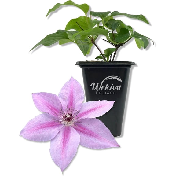 Clematis Rosalie - Live Starter Plant in a 2 Inch Growers Pot - Starter Plants Ready for The Garden - Rare Clematis for Collectors