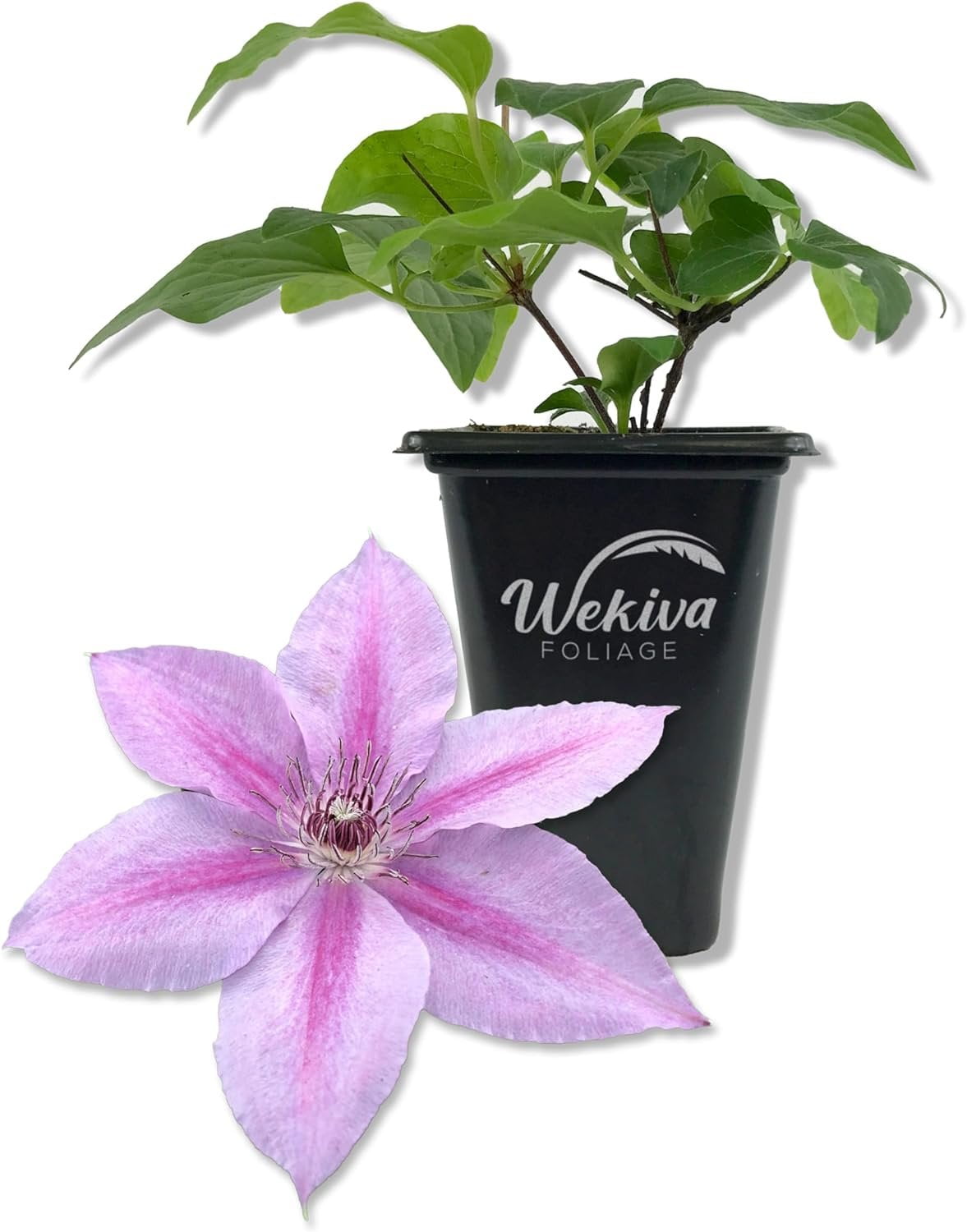 Wekiva Foliage Clematis Miss Bateman - Thumbnail 5