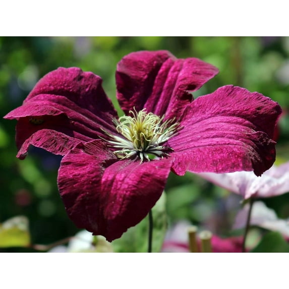 Clematis Rouge Cardinal - 3 Live Plants in 4 Inch Growers Pots - Clematis 'Rouge Cardinal' - Starter Plants Ready for The Garden - Beautiful Maroon Red Flowering Vine