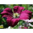 thumbnail image 1 of Clematis Rouge Cardinal - Live Plant in a 4 Inch Growers Pot - Clematis 'Rouge Cardinal' - Starter Plants Ready for The Garden - Beautiful Maroon Red Flowering Vine, 1 of 5