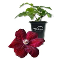 Clematis Rouge Cardinal - Live Starter Plant in a 2 Inch Growers Pot - Starter Plants Ready for The Garden - Rare Clematis for Collectors
