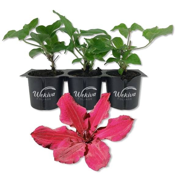 Clematis Ruutel - 3 Live Starter Plants in 2 Inch Growers Pots - Starter Plants Ready for The Garden - Beautiful Maroon Flowering Vine