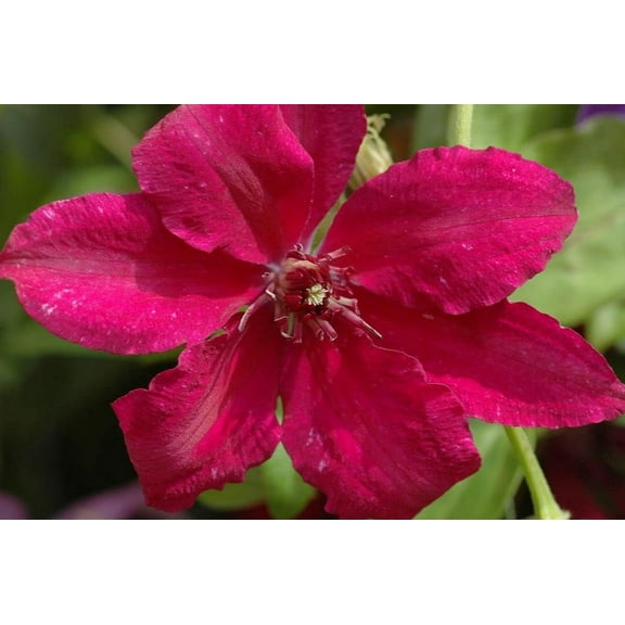 Clematis Ruutel - Live Plant in a 4 Inch Growers Pot - Clematis 'Ruutel' - Starter Plants Ready for The Garden - Beautiful Maroon Flowering Vine