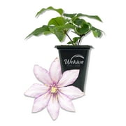 Clematis Samaritan Jo - Live Starter Plant in a 2 Inch Growers Pot - Starter Plants Ready for The Garden - Rare Clematis for Collectors
