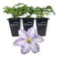 thumbnail image 1 of Clematis Silver Moon - 3 Live Starter Plants in 2 Inch Growers Pots - Starter Plants Ready for The Garden - Rare Clematis for Collectors, 1 of 7