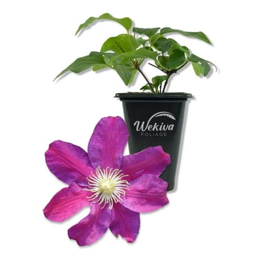 Clematis Sunset - Live Starter Plant in a 2 Inch Growers Pot - Starter Plants Ready for The Garden - Beautiful Deep Red and Pink Flowering Vine