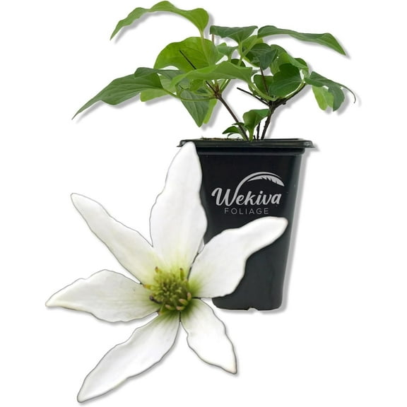 Clematis Sweet Autumn Paniculata - Live Starter Plant in a 2 Inch Growers Pot - Starter Plants Ready for The Garden - Rare Clematis for Collectors