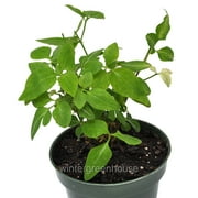 Clematis Terniflora Paniculata, Sweet Autumn, Clematis - Pot Size 4.5" - Fragrant Plants, Plants