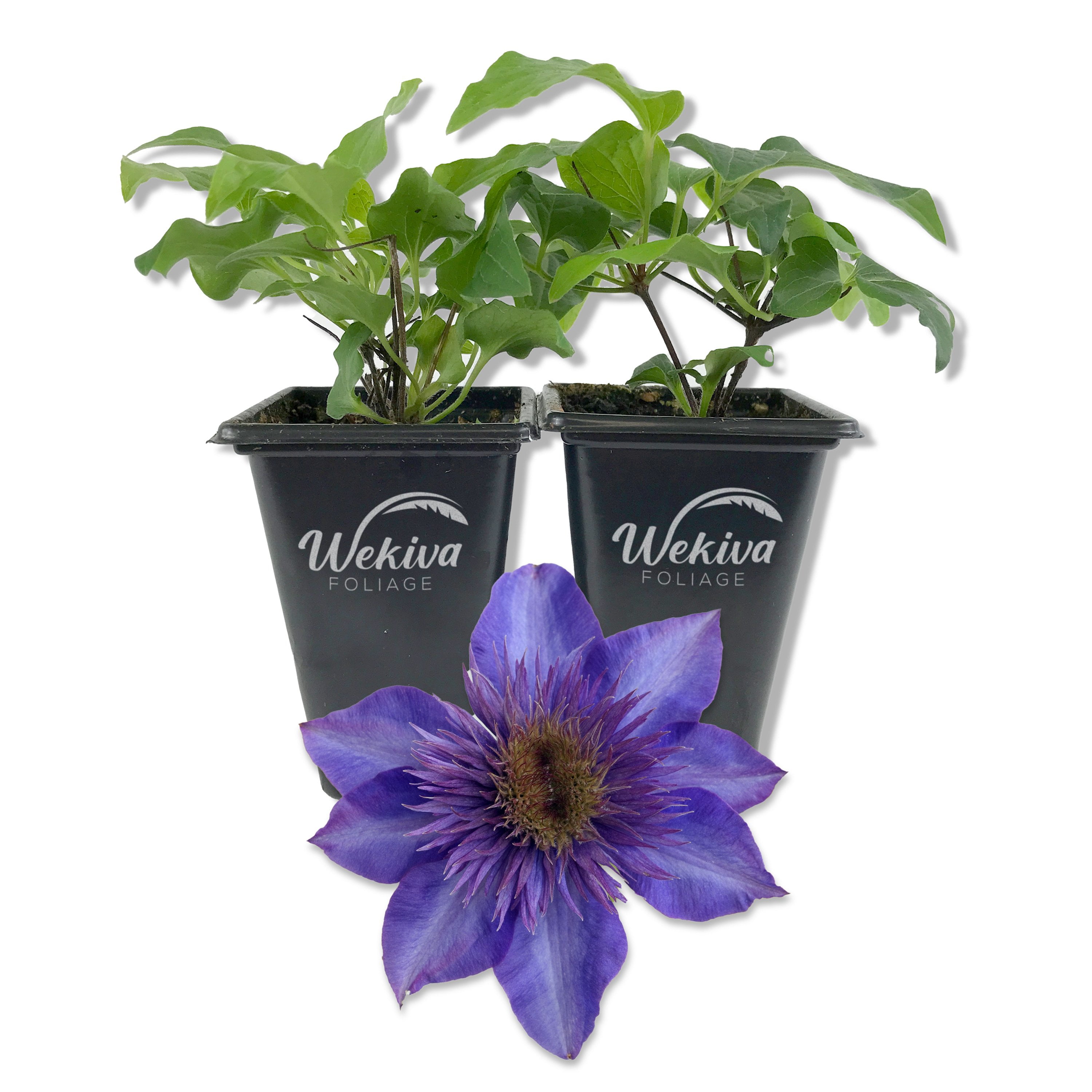 Clematis The President - 2 Live Starter Plants in 2 Inch Growers Pots - Starter Plants Ready for The Garden - Rare Clematis for Collectors