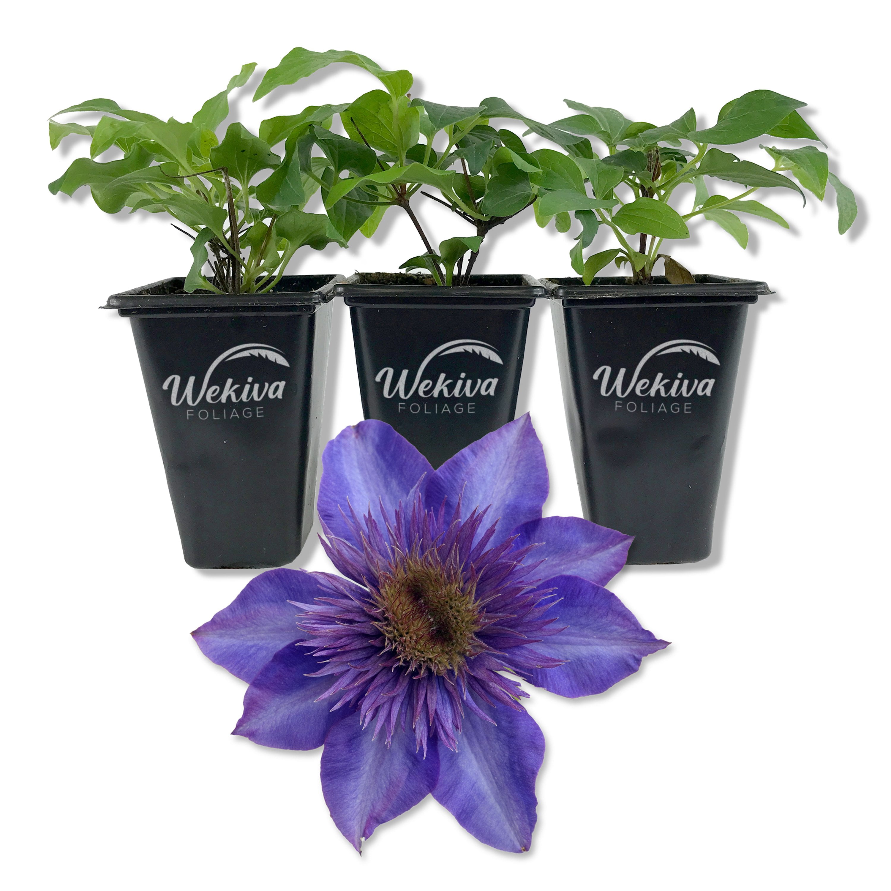 Clematis The President - 3 Live Starter Plants in 2 Inch Growers Pots - Starter Plants Ready for The Garden - Rare Clematis for Collectors