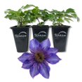 thumbnail image 1 of Clematis The President - 3 Live Starter Plants in 2 Inch Growers Pots - Starter Plants Ready for The Garden - Rare Clematis for Collectors, 1 of 6