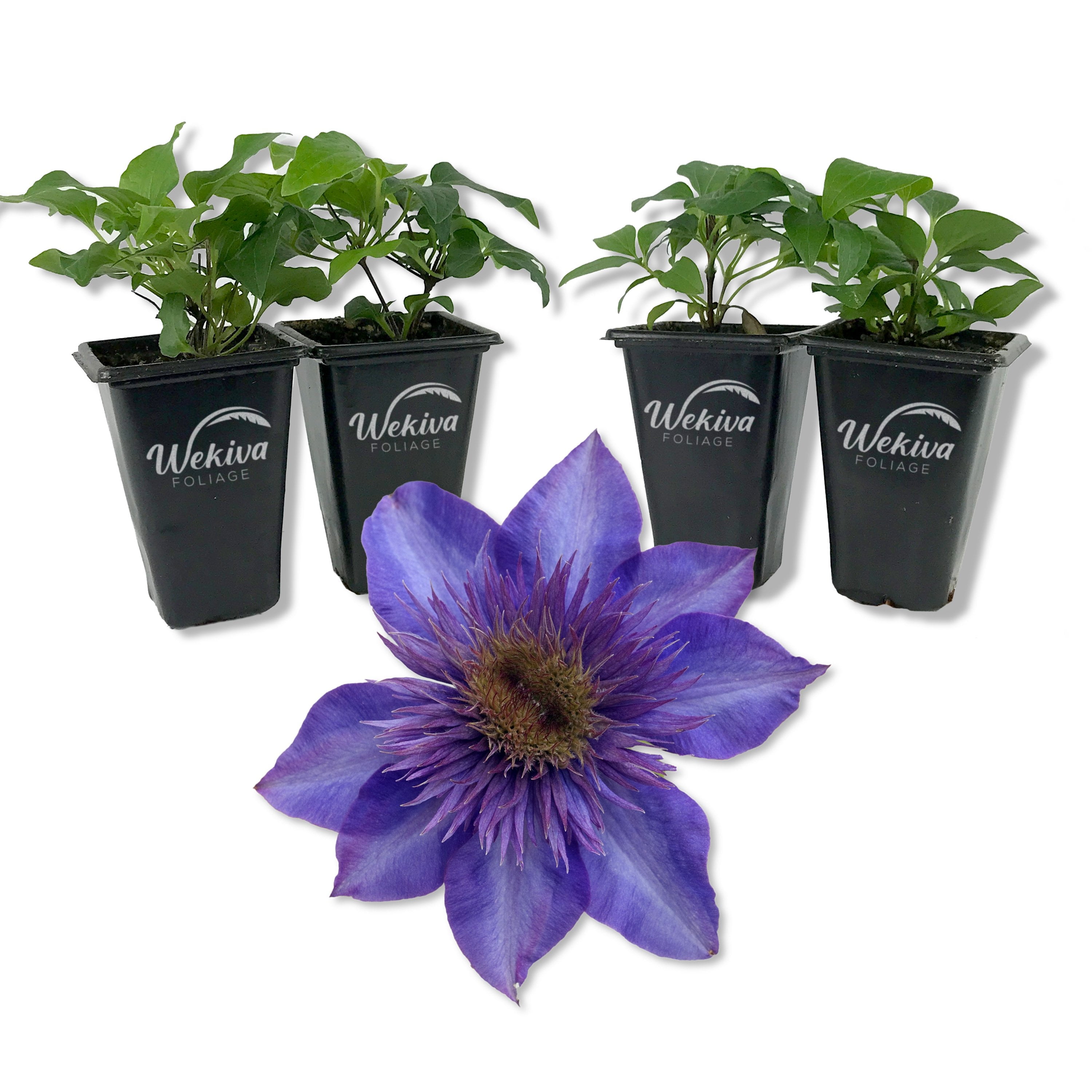 Clematis The President - 4 Live Starter Plants in 2 Inch Growers Pots - Starter Plants Ready for The Garden - Rare Clematis for Collectors