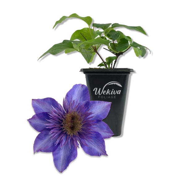 Clematis The President - Live Starter Plant in a 2 Inch Growers Pot - Starter Plants Ready for The Garden - Rare Clematis for Collectors