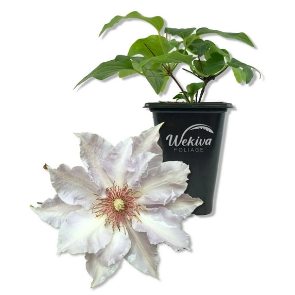 Clematis Tranquilite - Live Starter Plant in a 2 Inch Growers Pot - Starter Plants Ready for The Garden - Rare Clematis for Collectors
