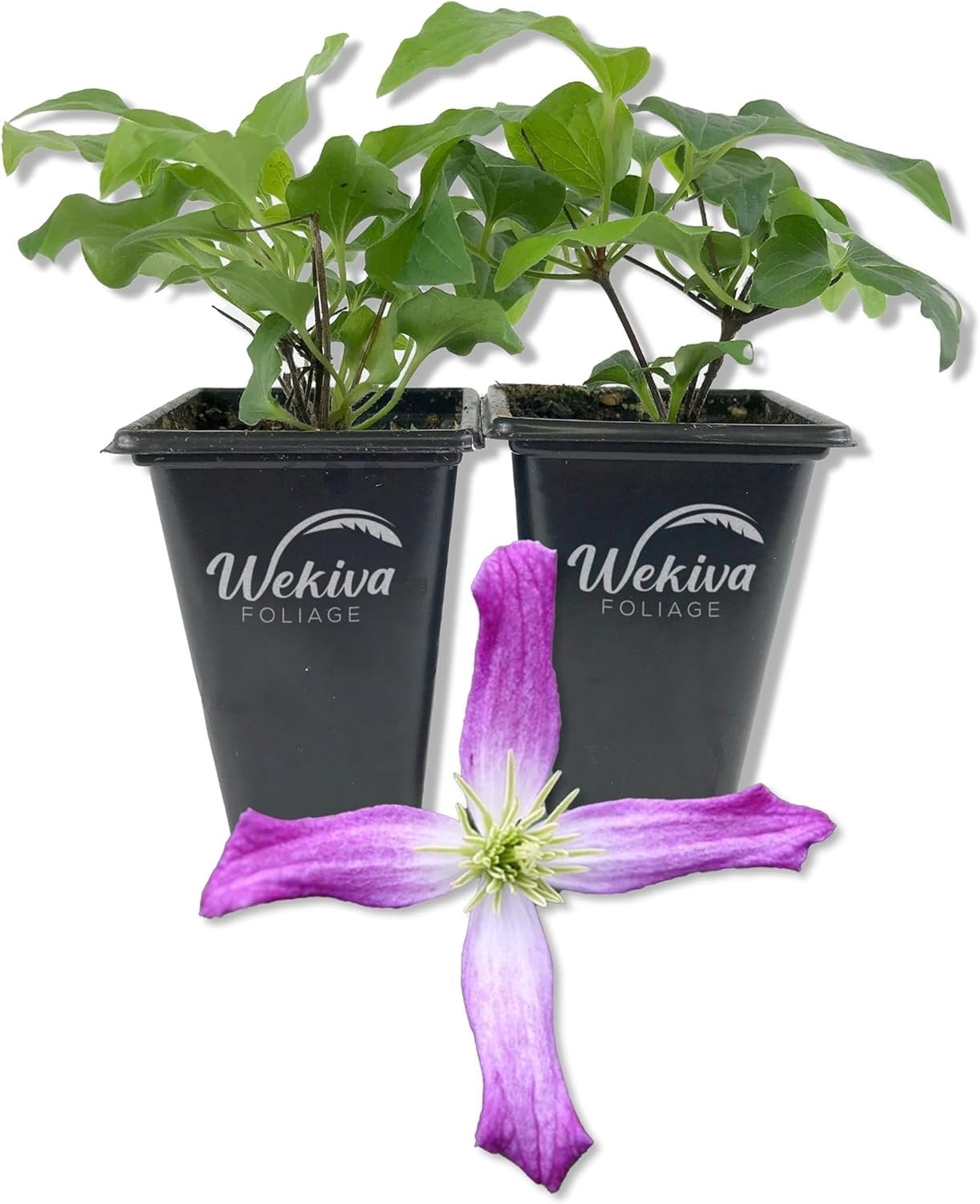 Clematis Triternata Rubromarginata - 2 Live Starter Plants in 2 Inch ...