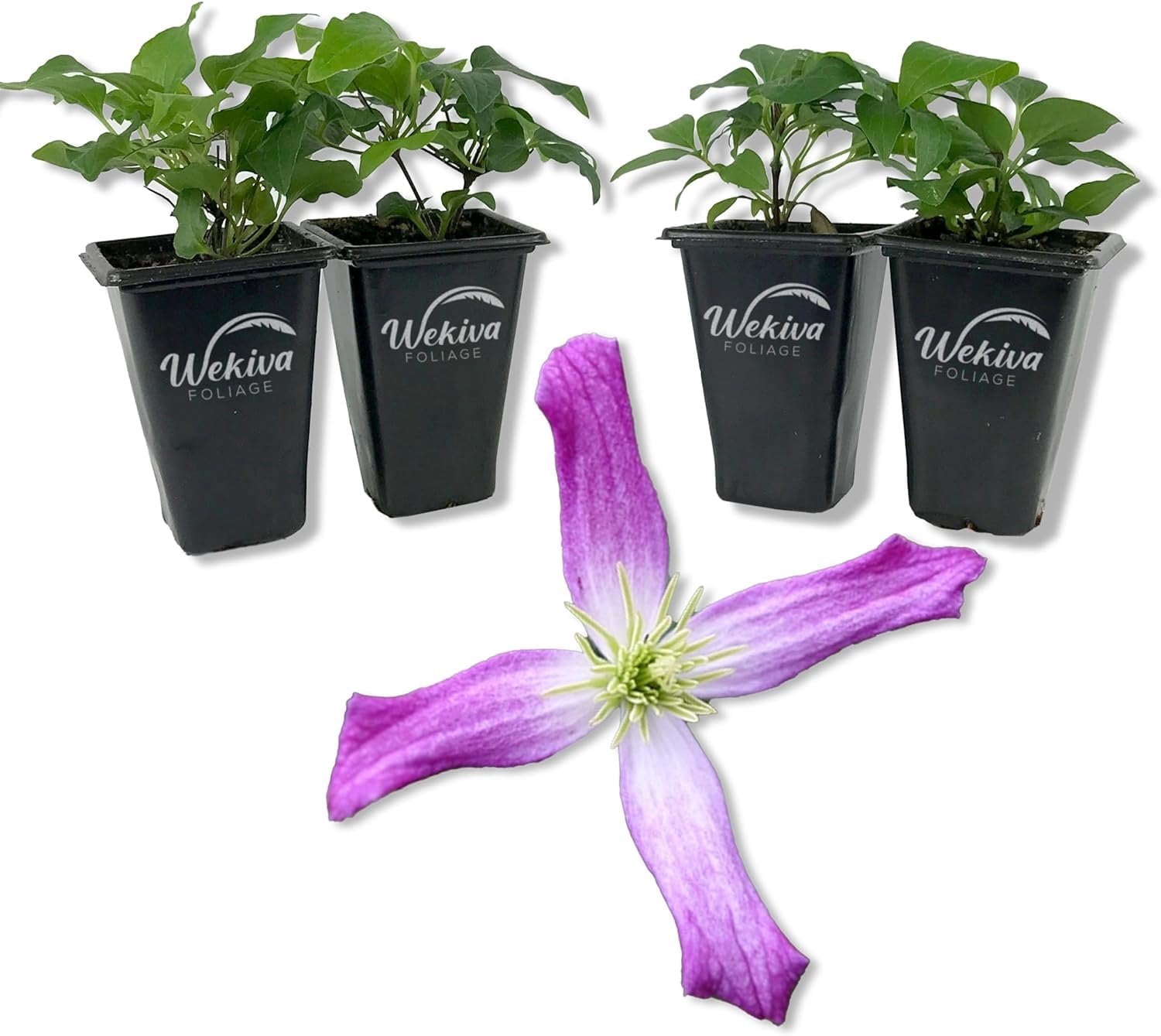 Clematis Triternata Rubromarginata - 4 Live Starter Plants in 2 Inch ...