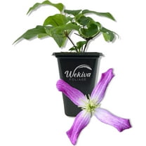 Clematis Triternata Rubromarginata - Live Starter Plant in a 2 Inch Growers Pot - Starter Plants Ready for The Garden - Rare Clematis for Collectors