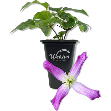 Clematis Triternata Rubromarginata - Live Starter Plant in a 2 Inch Growers Pot - Starter Plants Ready for The Garden - Rare Clematis for Collectors