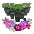 thumbnail image 1 of Clematis Variety Pack - 10 Live Starter Plants in 2 Inch Pots - Grower's Choice One Each of Multiple Clematis Varieties - Beautiful Flowering Vines from Florida, 1 of 6