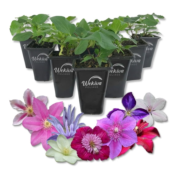 Clematis Variety Pack - 10 Live Starter Plants in 2 Inch Pots - Grower's Choice One Each of Multiple Clematis Varieties - Beautiful Flowering Vines from Florida