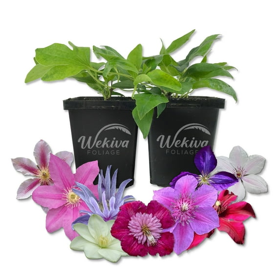 Clematis Variety Pack - 2 Live Starter Plants in 4 Inch Pots - Grower's Choice One Each of Multiple Clematis Varieties - Beautiful Flowering Vines from Florida