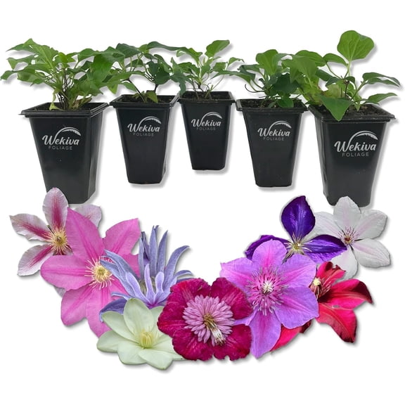 Clematis Variety Pack - 5 Live Starter Plants in 2 Inch Pots - Grower's Choice One Each of Multiple Clematis Varieties - Beautiful Flowering Vines from Florida