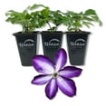 thumbnail image 1 of Clematis Venosa Violacea - 3 Live Starter Plants in 2 Inch Growers Pots - Starter Plants Ready for The Garden - Rare Clematis for Collectors, 1 of 6