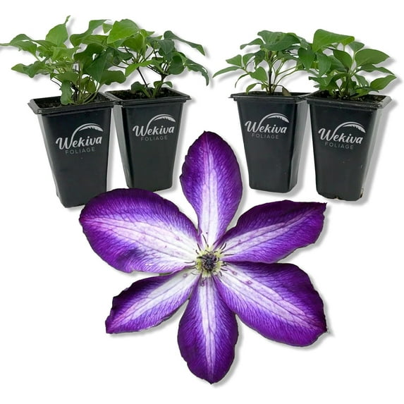 Clematis Venosa Violacea - 4 Live Starter Plants in 2 Inch Growers Pots - Starter Plants Ready for The Garden - Rare Clematis for Collectors