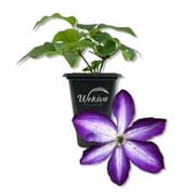 Clematis Venosa Violacea - Live Starter Plant in a 2 Inch Growers Pot - Starter Plants Ready for The Garden - Rare Clematis for Collectors