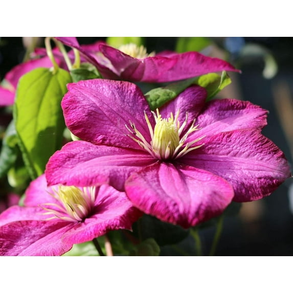 Clematis Ville de Lyon - Live Plant in a 4 Inch Growers Pot - Clematis 'Ville de Lyon' - Starter Plants Ready for The Garden - Beautiful Red Flowering Vine