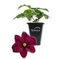 thumbnail image 1 of Clematis Warsaw - Live Starter Plant in a 2 Inch Growers Pot - Starter Plants Ready for The Garden - Beautiful Red Purple Flowering Vine, 1 of 6