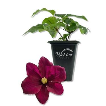 Clematis Warsaw - Live Starter Plant in a 2 Inch Growers Pot - Starter Plants Ready for The Garden - Beautiful Red Purple Flowering Vine