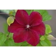 thumbnail image 1 of Clematis Westerplatte - 5 Live Plants in 4 Inch Growers Pots - Clematis 'Westerplatte ' - Starter Plants Ready for The Garden - Beautiful Velvety Red Flowering Vine, 1 of 5