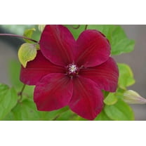 Clematis Westerplatte - Live Plant in a 4 Inch Growers Pot - Clematis 'Westerplatte ' - Starter Plants Ready for The Garden - Beautiful Velvety Red Flowering Vine