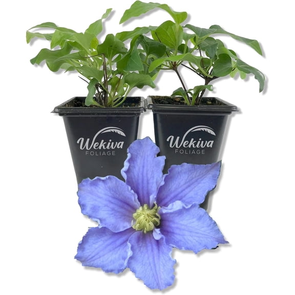 Clematis Will Goodwin - 2 Live Starter Plants in 2 Inch Growers Pots - Starter Plants Ready for The Garden - Rare Clematis for Collectors