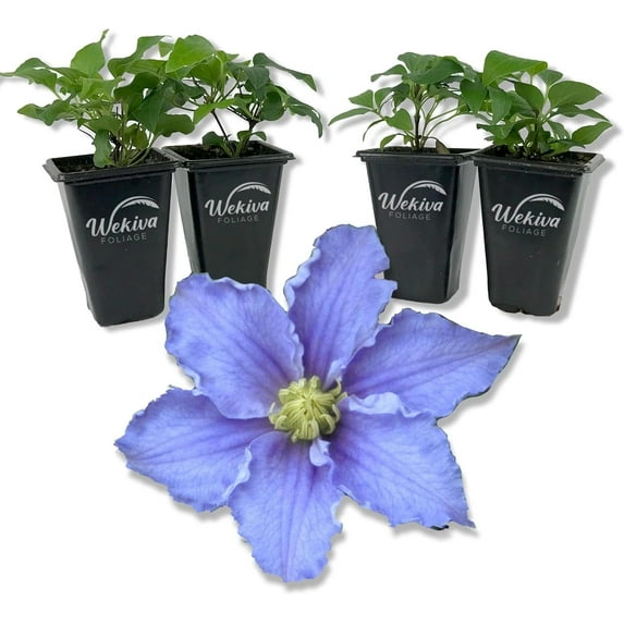 Clematis Will Goodwin - 4 Live Starter Plants in 2 Inch Growers Pots - Starter Plants Ready for The Garden - Rare Clematis for Collectors