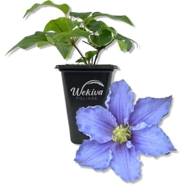 Persimmon Tree - Live Starter Plant in a 2 Inch Growers Pots ...