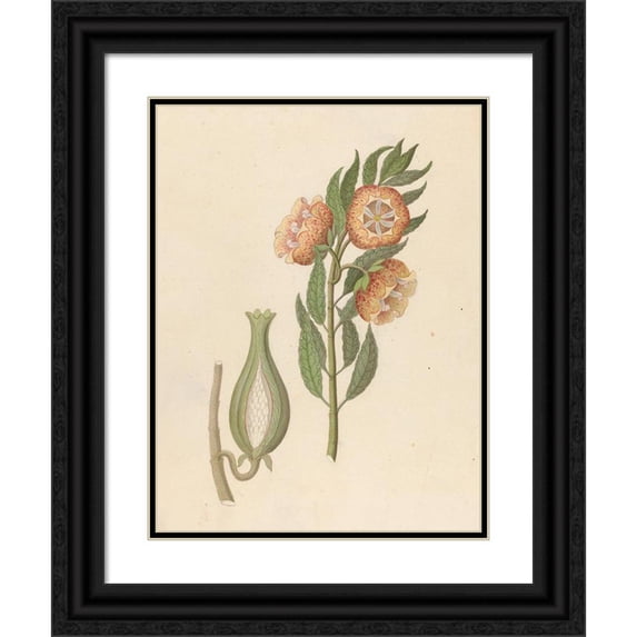 Clemenz Heinrich Wehdemann 12x14 Black Ornate Wood Framed Double Matted Museum Art Print Titled: Asclepias Grandiflora (Pachycarpus Grandiflorus) (1817)