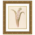 thumbnail image 1 of Clemenz Heinrich Wehdemann 12x14 Gold Ornate Wood Frame and Double Matted Museum Art Print Titled - Eucomis Punctata (Eucomis Autumnalis) (1817), 1 of 4