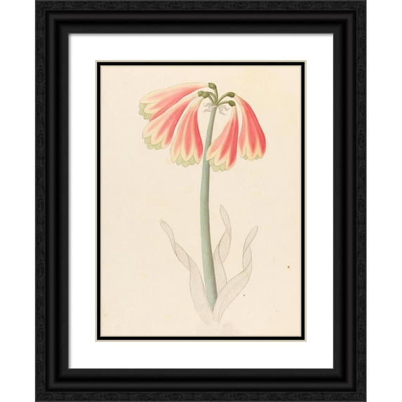 Clemenz Heinrich Wehdemann 14x18 Black Ornate Wood Framed Double Matted Museum Art Print Titled - Cyrtanthus Oblig (Cyrtanthus Oblique) (1817)