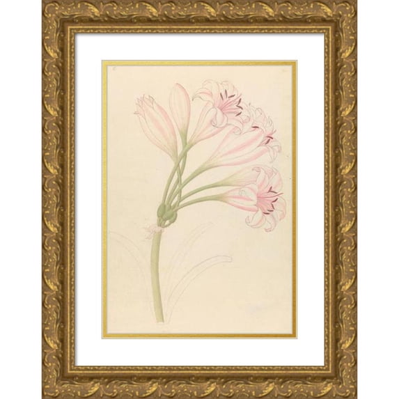 Clemenz Heinrich Wehdemann 18x24 Gold Ornate Framed and Double Matted Museum Art Print Titled - Amarillis (Crinum Linear) (1817)