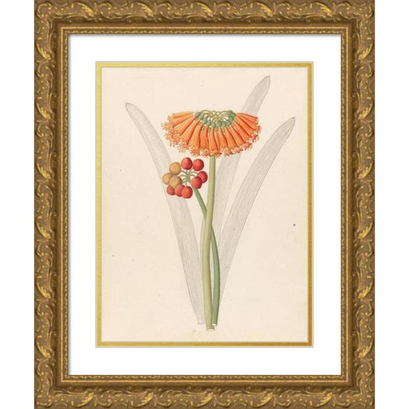 Clemenz Heinrich Wehdemann 19x24 Gold Ornate Framed and Double Matted Museum Art Print Titled - Cyrtanthus (Clivia Rank) (1817)
