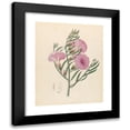 thumbnail image 1 of Clemenz Heinrich Wehdemann 20x24 Black Modern Framed Museum Art Print Titled - Convoolvulus (Tooa Younotheroides) (1817), 1 of 5